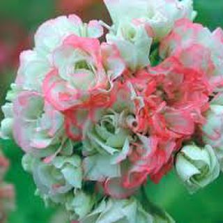 Pelargonium Zonale Appleblossom Rosebud Bedding Plants Shop Online